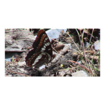 Hells Canyon Idaho Fauna Insects / Arachnids Photo Cards