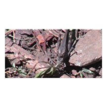 Hells Canyon Idaho Fauna Insects / Arachnids Photo Greeting Card