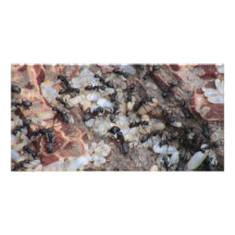 Hells Canyon Idaho Fauna Insects / Arachnids Photo Card