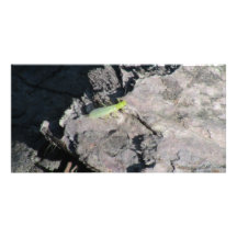 Hells Canyon Idaho Fauna Insects / Arachnids Personalized Photo Card