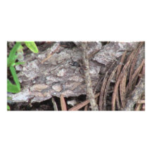 Hells Canyon Idaho Fauna Insects / Arachnids Custom Photo Card