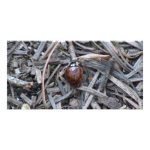 Hells Canyon Idaho Fauna Insects / Arachnids Photo Card Template