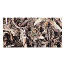 Hells Canyon Idaho Fauna Insects / Arachnids Photo Cards
