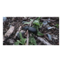 Hells Canyon Idaho Fauna Insects / Arachnids Customized Photo Card