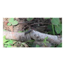 Hells Canyon Idaho Fauna Insects / Arachnids Personalized Photo Card