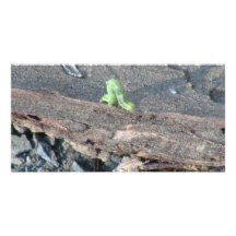 Hells Canyon Idaho Fauna Insects / Arachnids Customized Photo Card