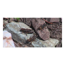 Hells Canyon Idaho Fauna Insects / Arachnids Picture Card