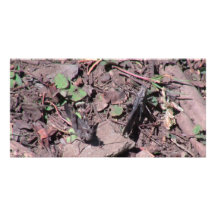 Hells Canyon Idaho Fauna Insects / Arachnids Personalized Photo Card
