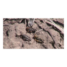 Hells Canyon Idaho Fauna Insects / Arachnids Custom Photo Card