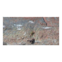 Hells Canyon Idaho Fauna Insects / Arachnids Picture Card