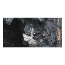 Hells Canyon Idaho Fauna Insects / Arachnids Custom Photo Card