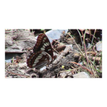 Hells Canyon Idaho Fauna Insects / Arachnids Personalized Photo Card