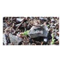 Hells Canyon Idaho Fauna Insects / Arachnids Customized Photo Card