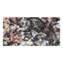 Hells Canyon Idaho Fauna Insects / Arachnids Photo Card