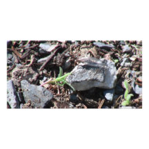 Hells Canyon Idaho Fauna Insects / Arachnids Photo Card Template