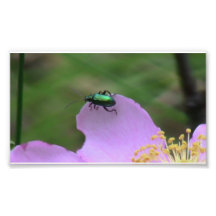 Hells Canyon Idaho Fauna Insects / Arachnids Photograph