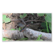 Hells Canyon Idaho Fauna Insects / Arachnids Art Photo