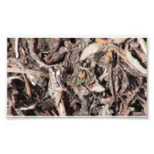 Hells Canyon Idaho Fauna Insects / Arachnids Photographic Print