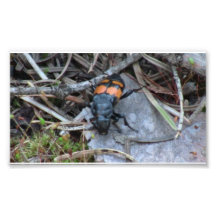 Hells Canyon Idaho Fauna Insects / Arachnids Art Photo
