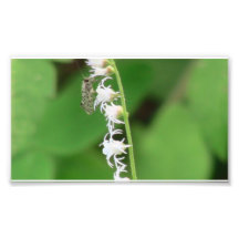 Hells Canyon Idaho Fauna Insects / Arachnids Photographic Print