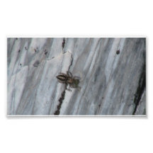 Hells Canyon Idaho Fauna Insects / Arachnids Photograph