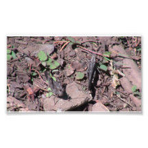 Hells Canyon Idaho Fauna Insects / Arachnids Photograph