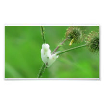 Hells Canyon Idaho Fauna Insects / Arachnids Photo Print