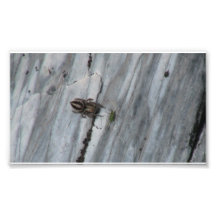 Hells Canyon Idaho Fauna Insects / Arachnids Art Photo