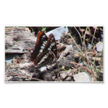 Hells Canyon Idaho Fauna Insects / Arachnids Photo Print