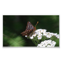 Hells Canyon Idaho Fauna Insects / Arachnids Photographic Print