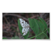 Hells Canyon Idaho Fauna Insects / Arachnids Photo Art