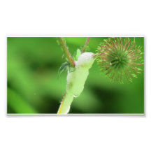 Hells Canyon Idaho Fauna Insects / Arachnids Photographic Print
