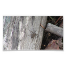 Hells Canyon Idaho Fauna Insects / Arachnids Photographic Print