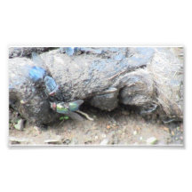 Hells Canyon Idaho Fauna Insects / Arachnids Art Photo