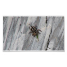 Hells Canyon Idaho Fauna Insects / Arachnids Photo Print