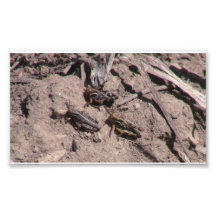 Hells Canyon Idaho Fauna Insects / Arachnids Art Photo