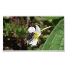 Hells Canyon Idaho Fauna Insects / Arachnids Photograph