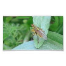 Hells Canyon Idaho Fauna Insects / Arachnids Photograph