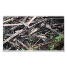Hells Canyon Idaho Fauna Insects / Arachnids Photo Print