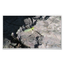 Hells Canyon Idaho Fauna Insects / Arachnids Art Photo