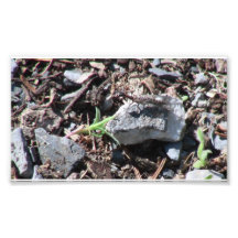 Hells Canyon Idaho Fauna Insects / Arachnids Photo Art