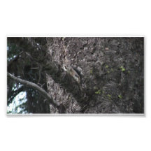 Hells Canyon Idaho Fauna Mammals Photo Print
