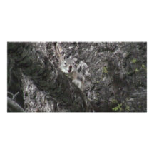 Hells Canyon Idaho Fauna Mammals Customized Photo Card