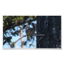 Hells Canyon Idaho Fauna Mammals Photographic Print