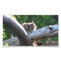 Hells Canyon Idaho Fauna Mammals Photographic Print