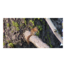 Hells Canyon Idaho Fauna Mammals Picture Card