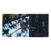 Hells Canyon Idaho Fauna Mammals Picture Card