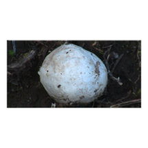 Hells Canyon Idaho Flora Fungi Lichen Mosses Custom Photo Card