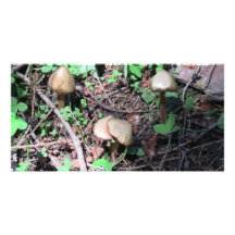 Hells Canyon Idaho Flora Fungi Lichen Mosses Photo Card Template