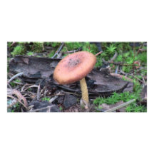 Hells Canyon Idaho Flora Fungi Lichen Mosses Customized Photo Card